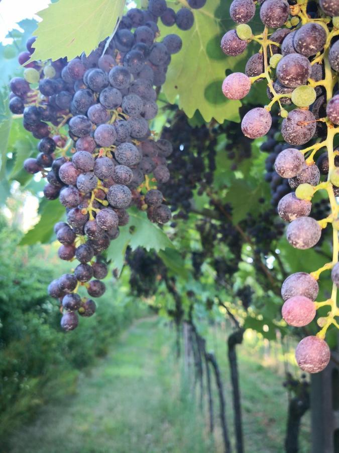 Appartamenti Bellini Bardolino Dış mekan fotoğraf